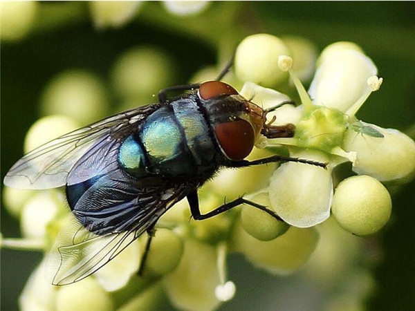 蒼蠅防治